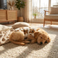 ⏳50 % rabat i en begrænset periode⏰Sød vest til kæledyr med plysforing🐶🧥